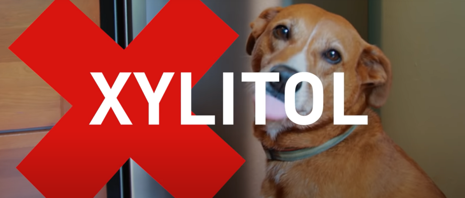 FDA Paws Off Xylitol; It’s Dangerous for Dogs